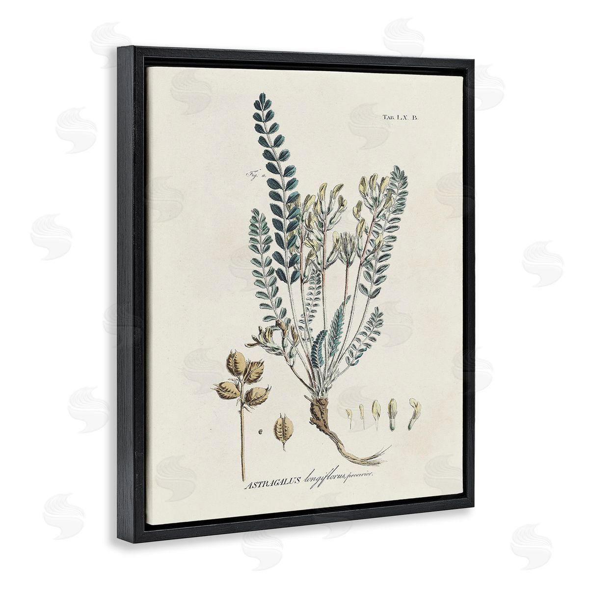 Martini Nature Leaves & Seeds Black Floating Frame Canvas Wall Art Print