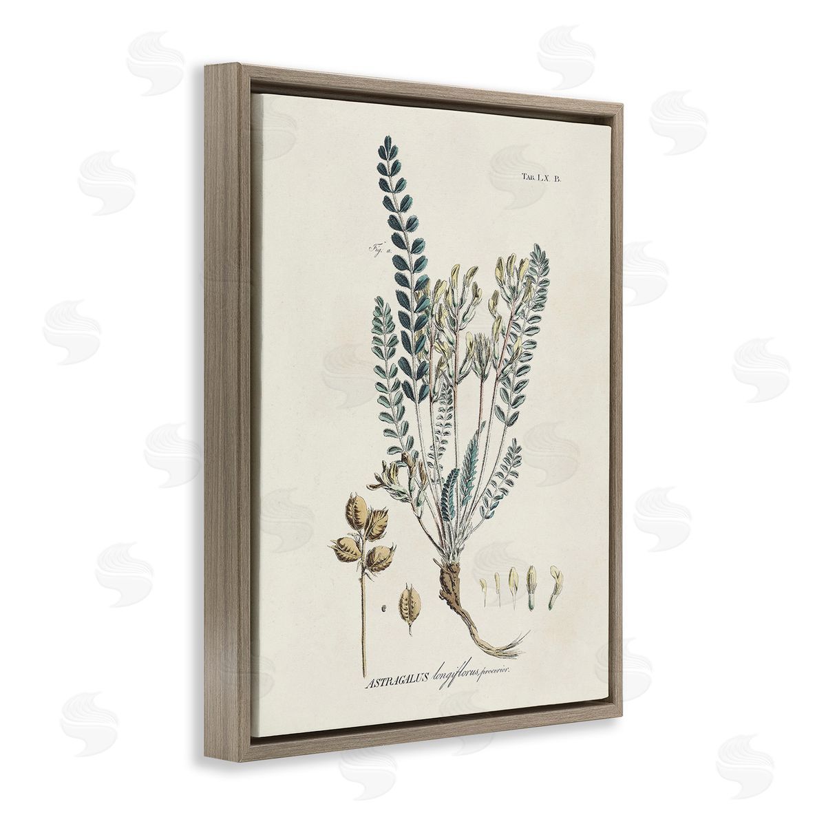 Martini Nature Leaves & Seeds Brown Floating Frame Canvas Wall Art Print