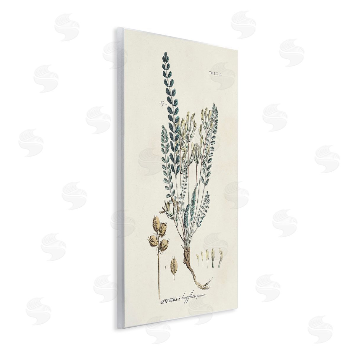 Martini Nature Leaves & Seeds Wooden Wall Plaque Art Print