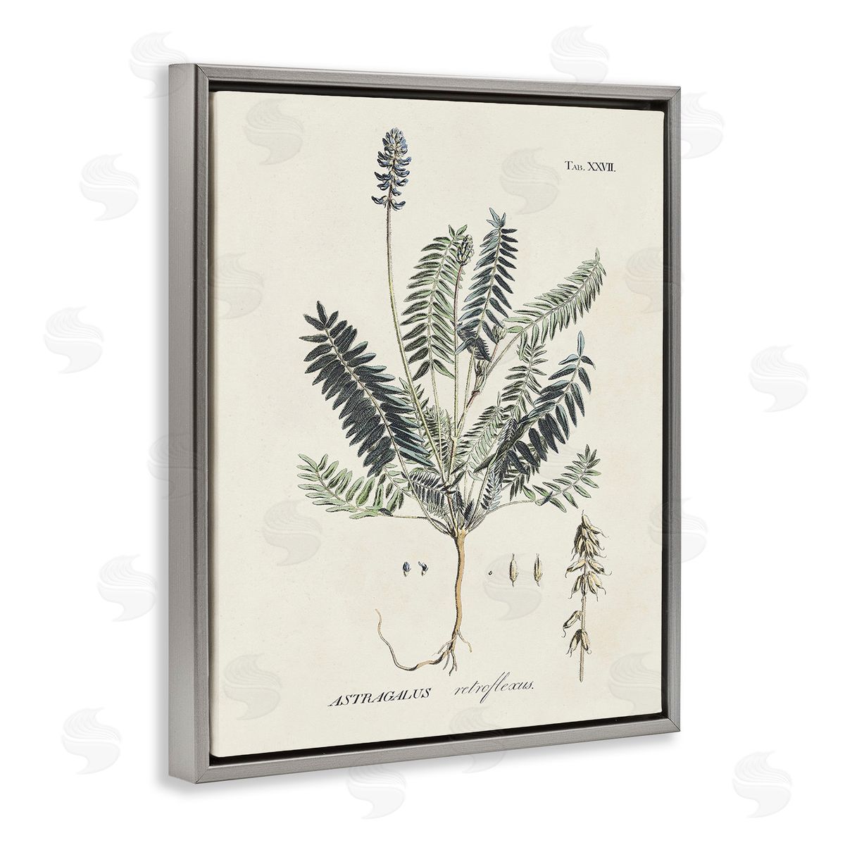 Martini Vintage Nature Diagram Gray Floating Frame Canvas Wall Art Print