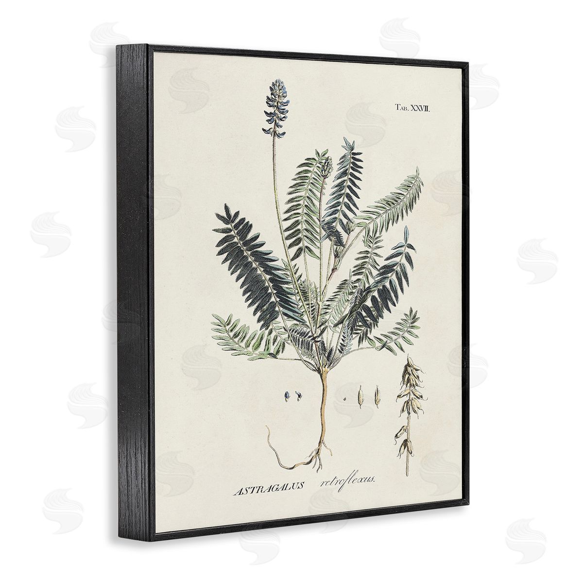 Martini Vintage Nature Diagram Black Framed Giclee Wall Art Print