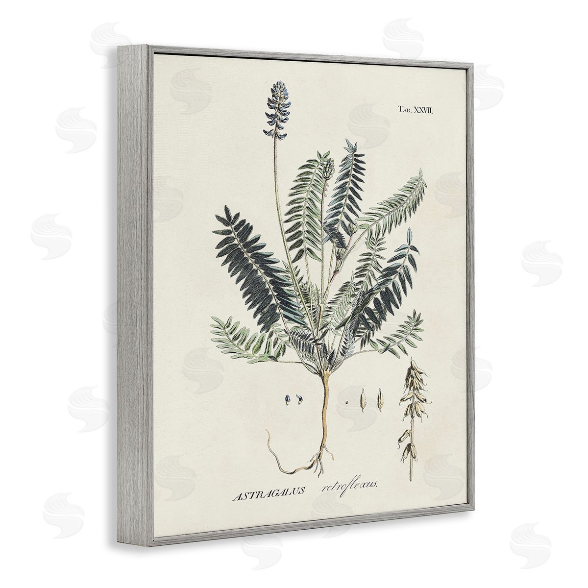 Martini Vintage Nature Diagram Gray Framed Giclee Wall Art Print