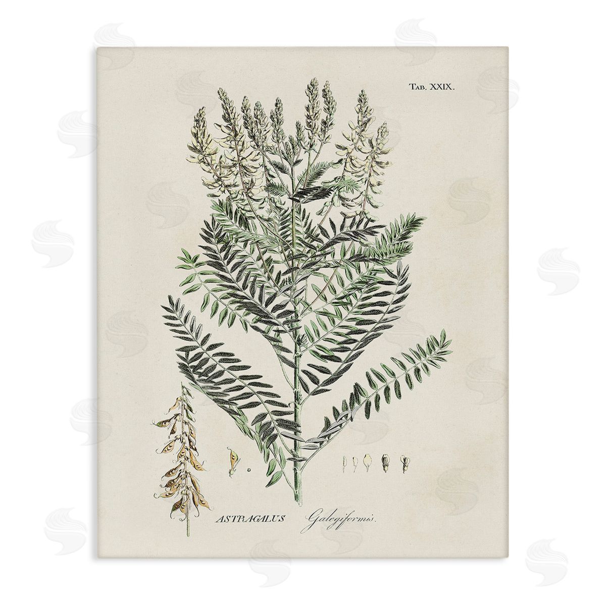 Martini Forest Plant Study Canvas Wall Art Print