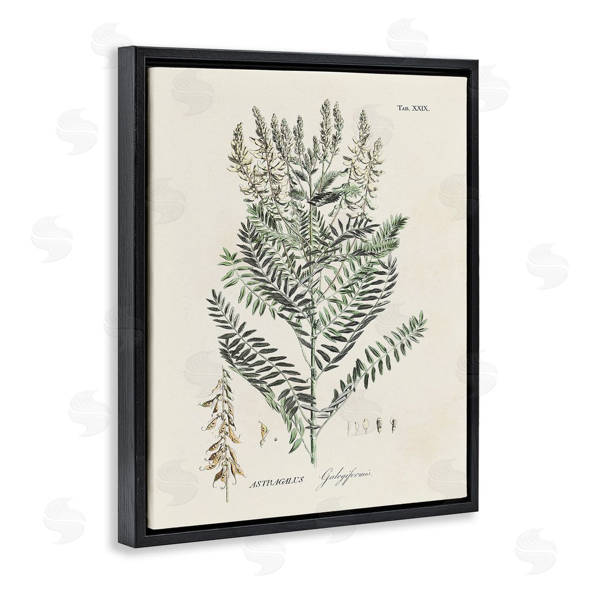 Martini Forest Plant Study Black Floating Frame Canvas Wall Art Print