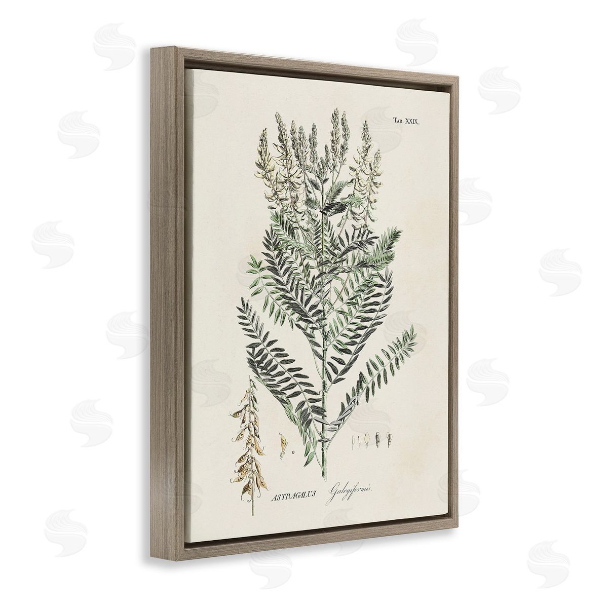 Martini Forest Plant Study Brown Floating Frame Canvas Wall Art Print