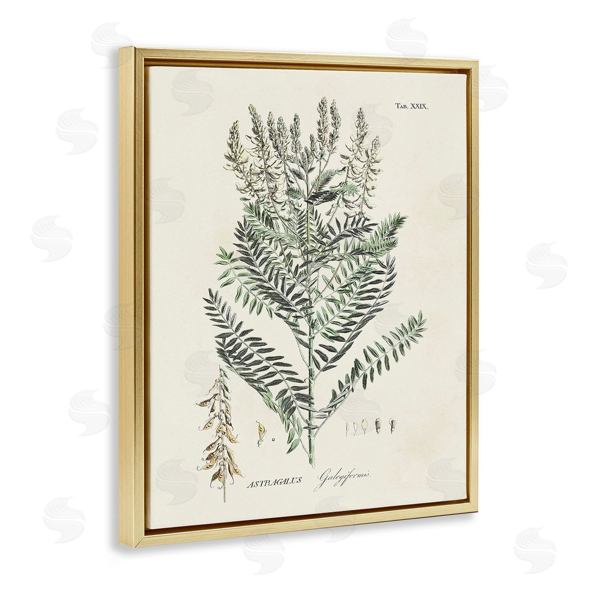 Martini Forest Plant Study Gold Floating Frame Canvas Wall Art Print
