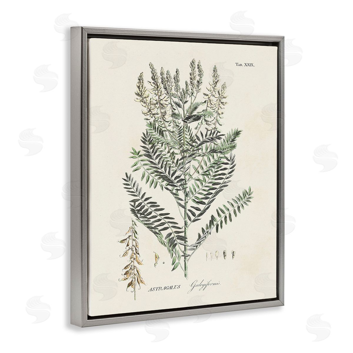 Martini Forest Plant Study Gray Floating Frame Canvas Wall Art Print