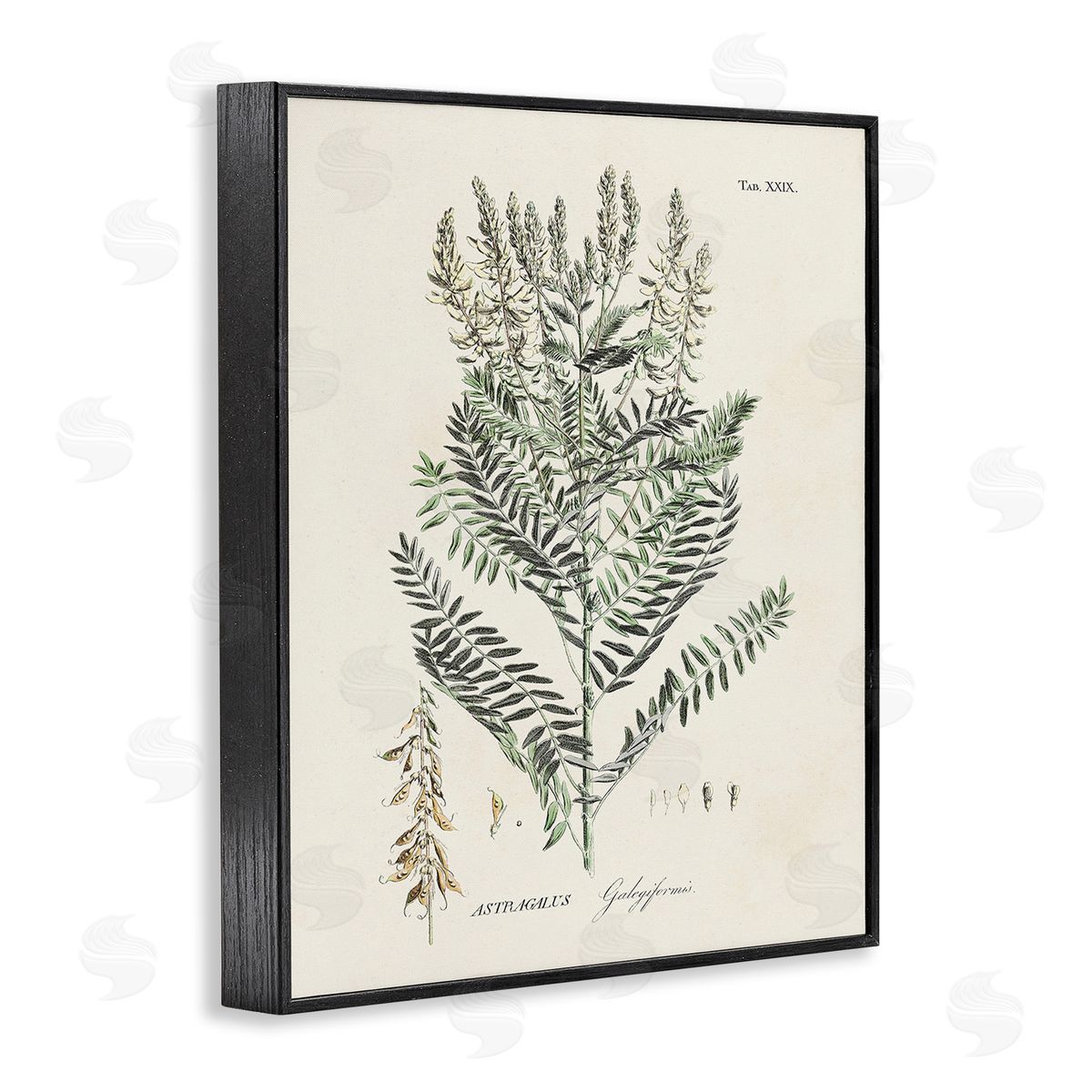 Martini Forest Plant Study Black Framed Giclee Wall Art Print