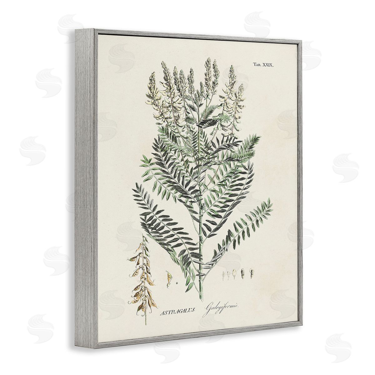Martini Forest Plant Study Gray Framed Giclee Wall Art Print
