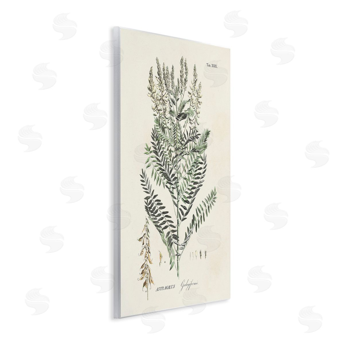 Martini Forest Plant Study Wooden Wall Plaque Art Print