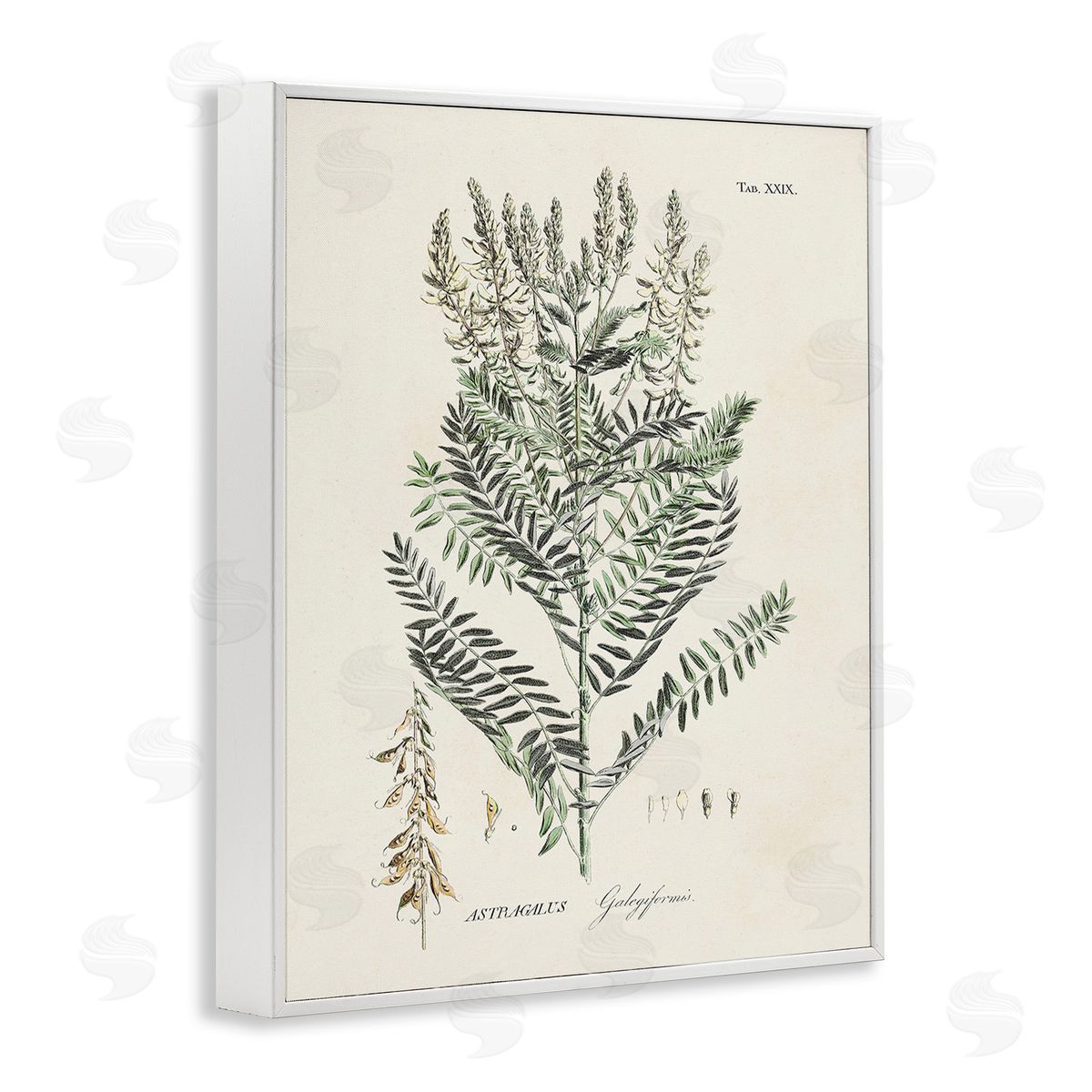 Martini Forest Plant Study White Framed Giclee Wall Art Print
