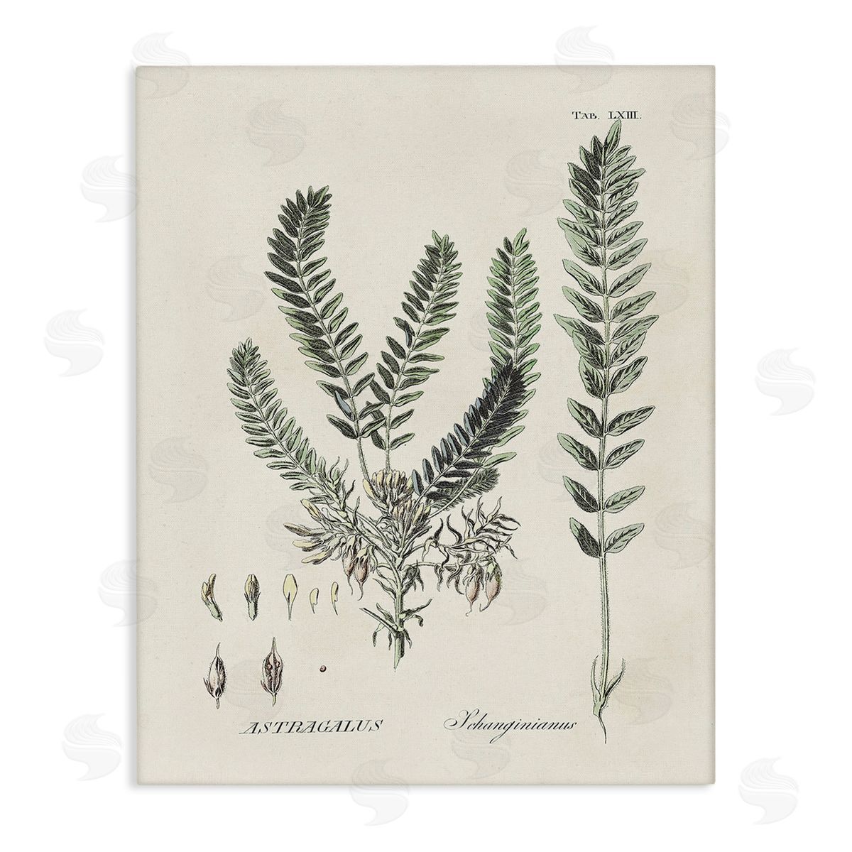 Martini Forest Leaves Diagram Canvas Wall Art Print
