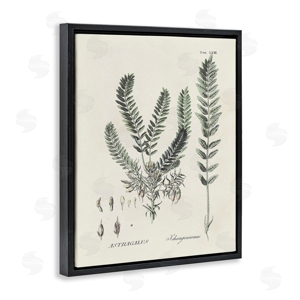 Martini Forest Leaves Diagram Black Floating Frame Canvas Wall Art Print