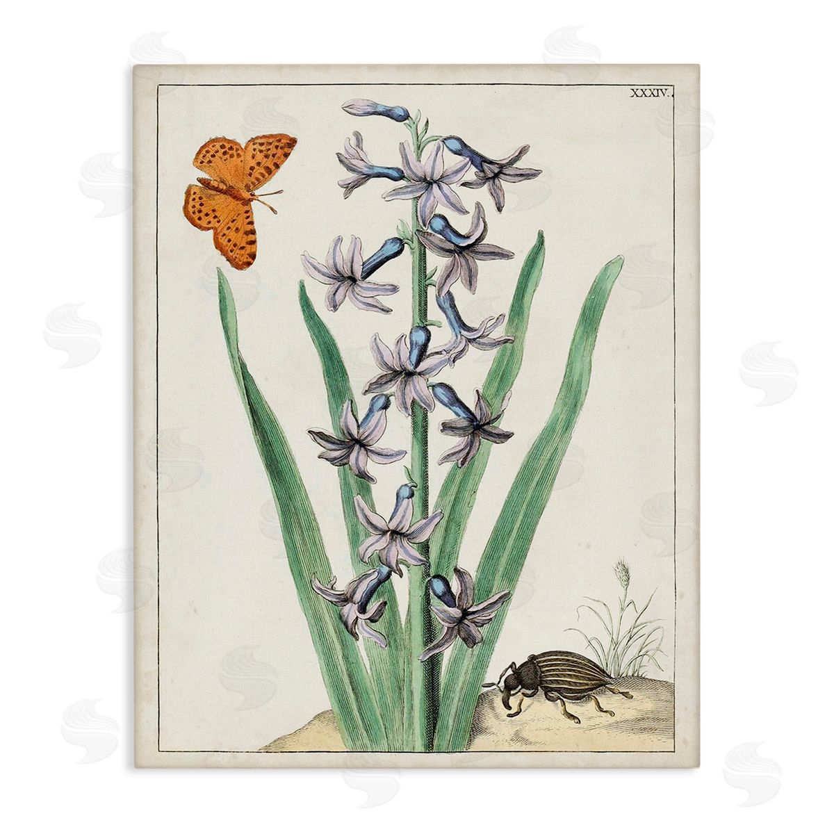 World Art Group Vintage Plant & Beetle Canvas Wall Art Print