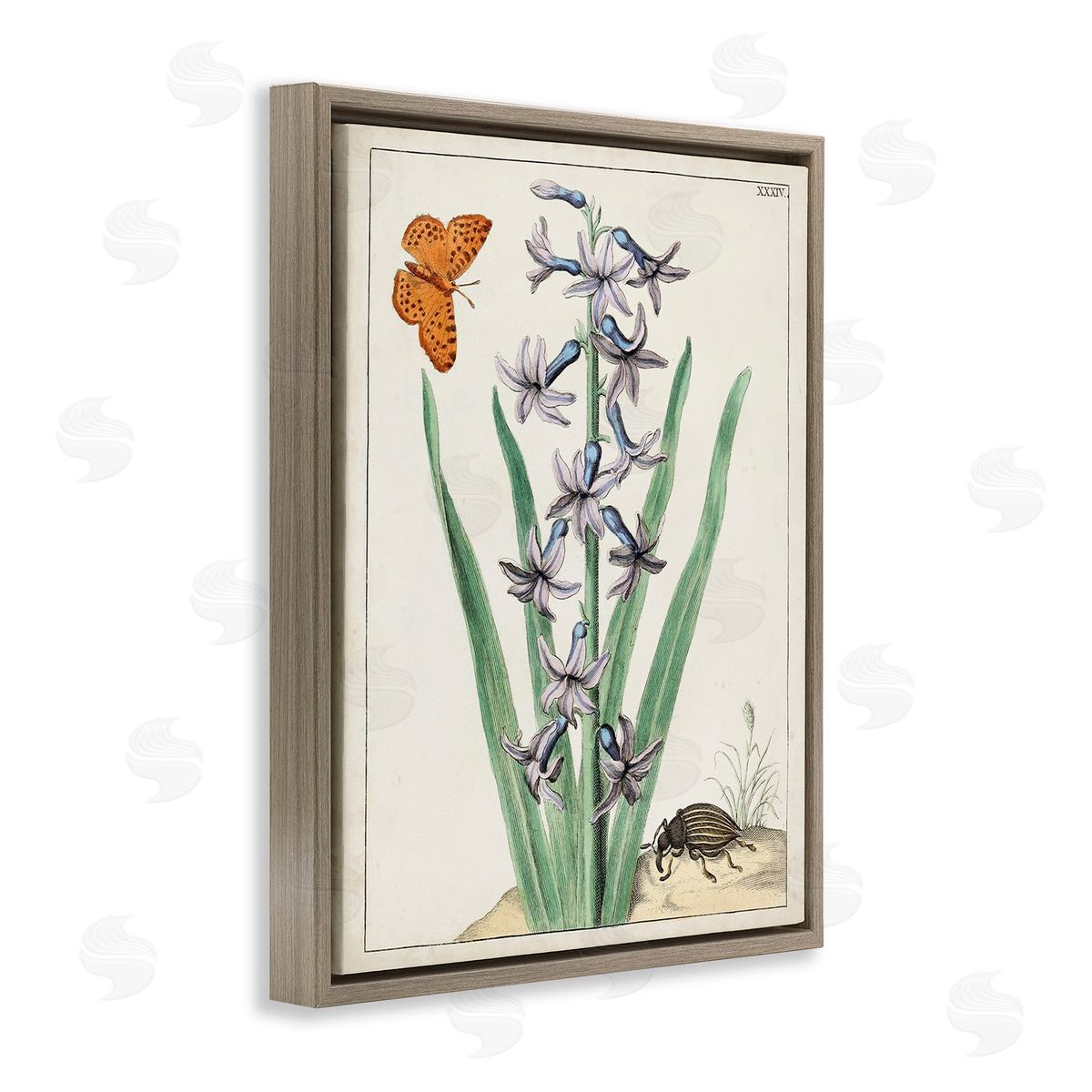 World Art Group Vintage Plant & Beetle Brown Floating Frame Canvas Wall Art Print
