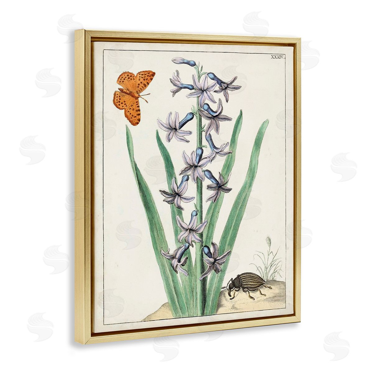 World Art Group Vintage Plant & Beetle Gold Floating Frame Canvas Wall Art Print