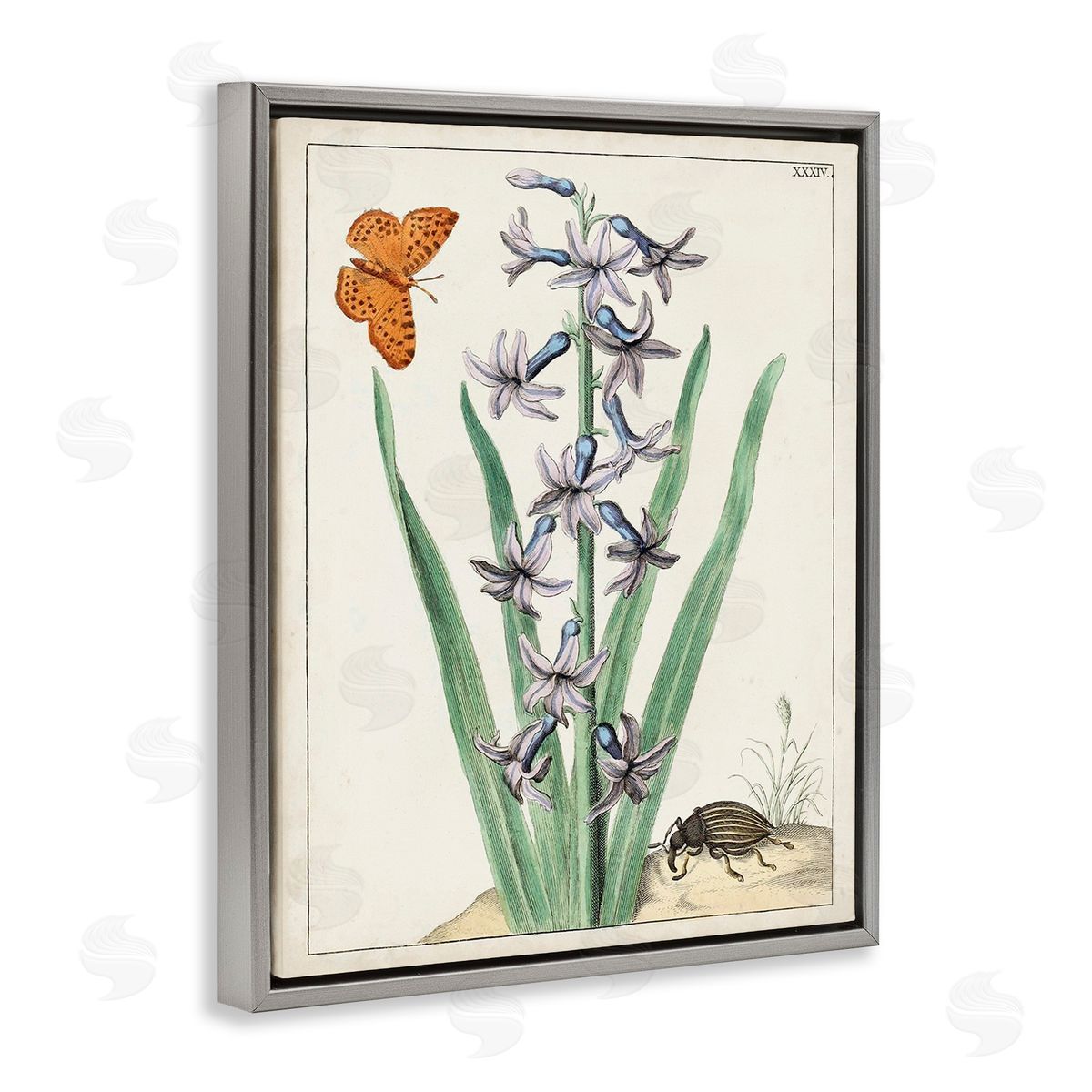 World Art Group Vintage Plant & Beetle Gray Floating Frame Canvas Wall Art Print
