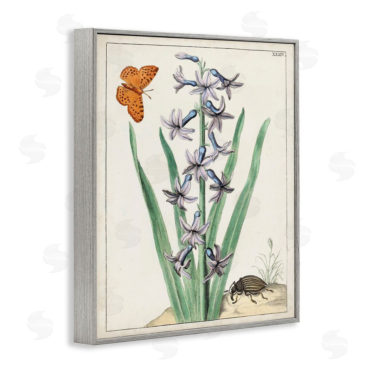 World Art Group Vintage Plant & Beetle Gray Framed Giclee Wall Art Print