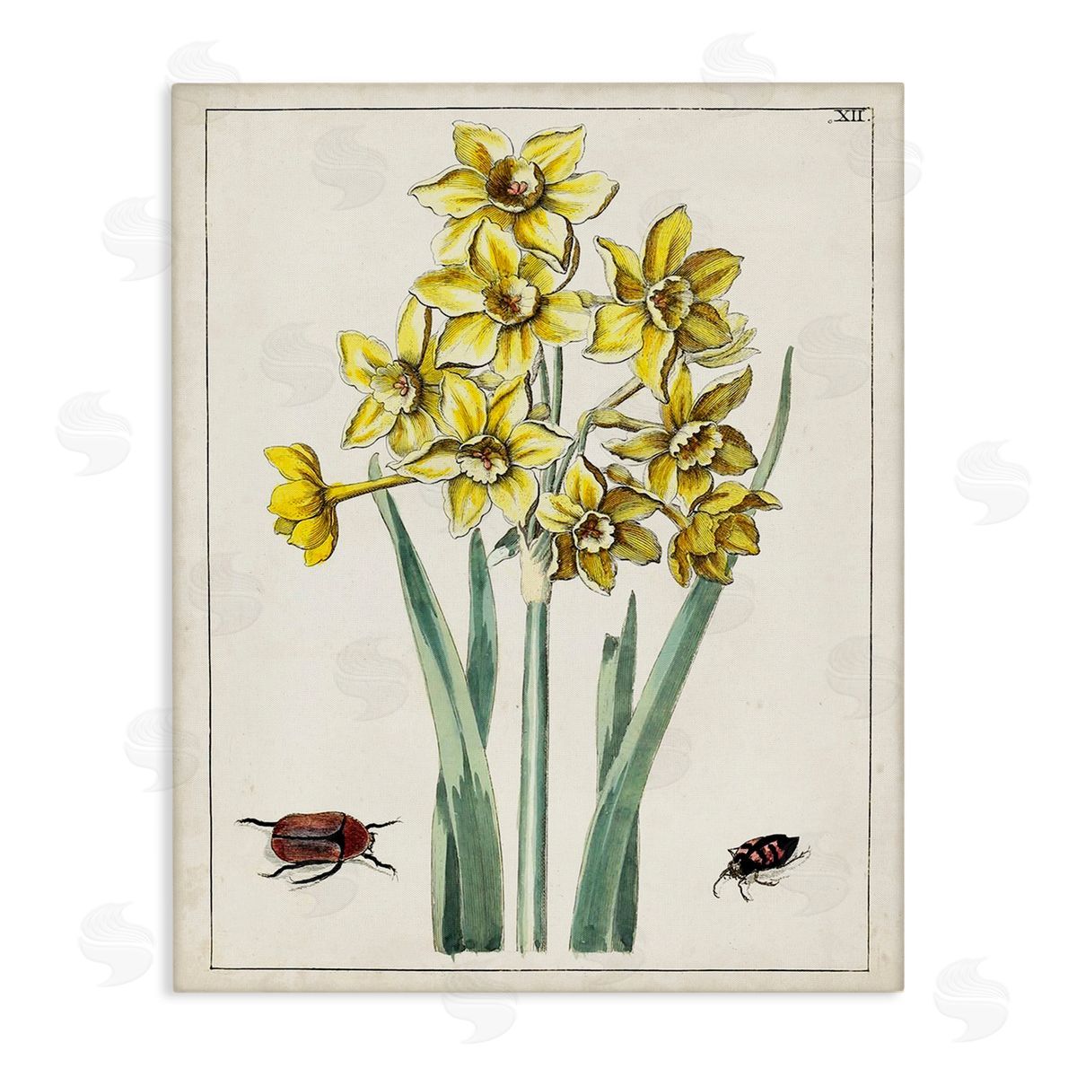 World Art Group Beetles with Daffodils Canvas Wall Art Print