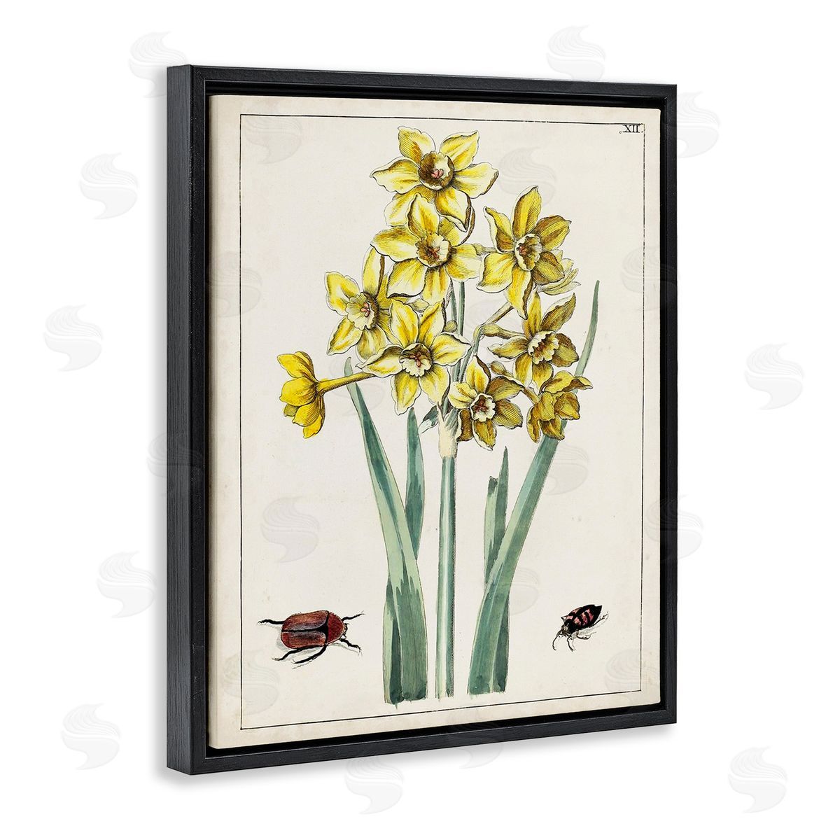 World Art Group Beetles with Daffodils Black Floating Frame Canvas Wall Art Print