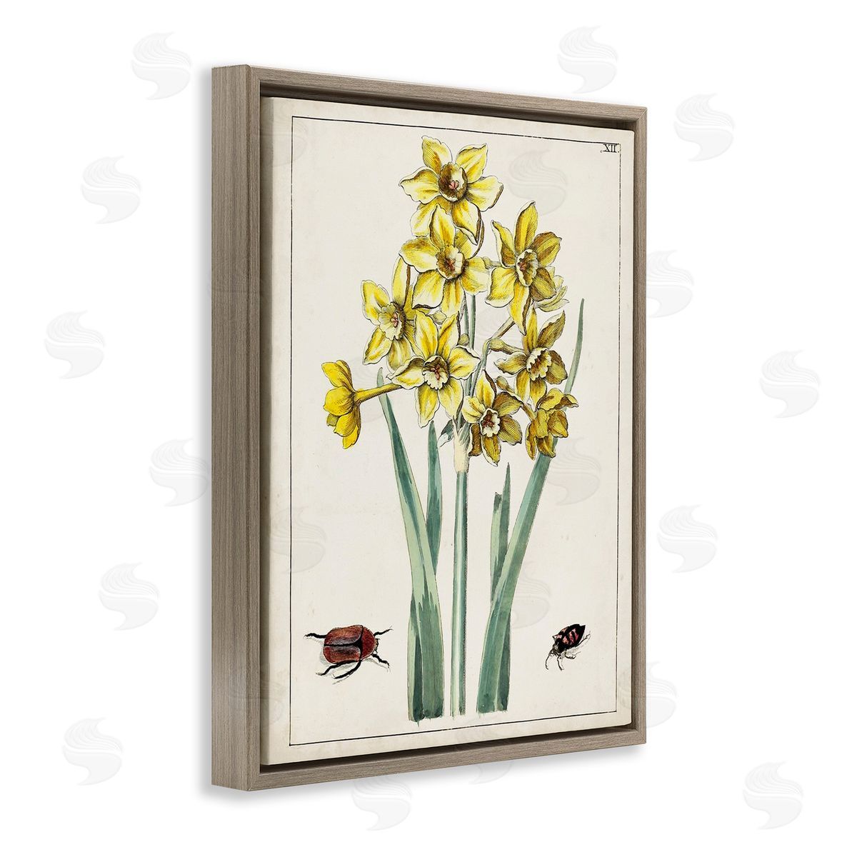 World Art Group Beetles with Daffodils Brown Floating Frame Canvas Wall Art Print