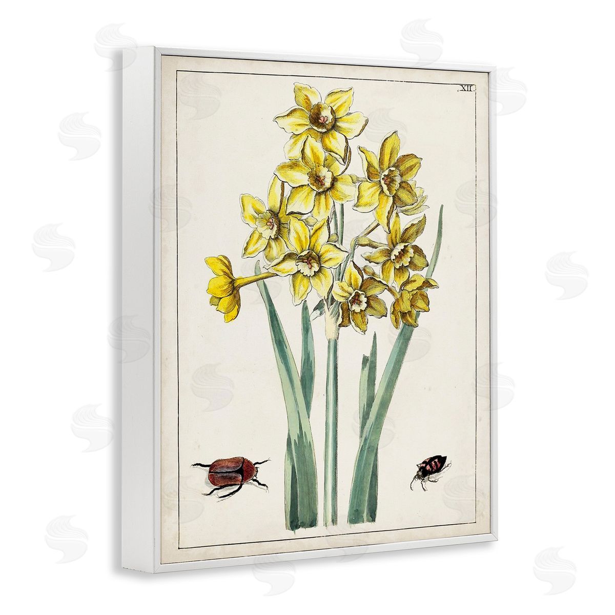 World Art Group Beetles with Daffodils White Framed Giclee Wall Art Print