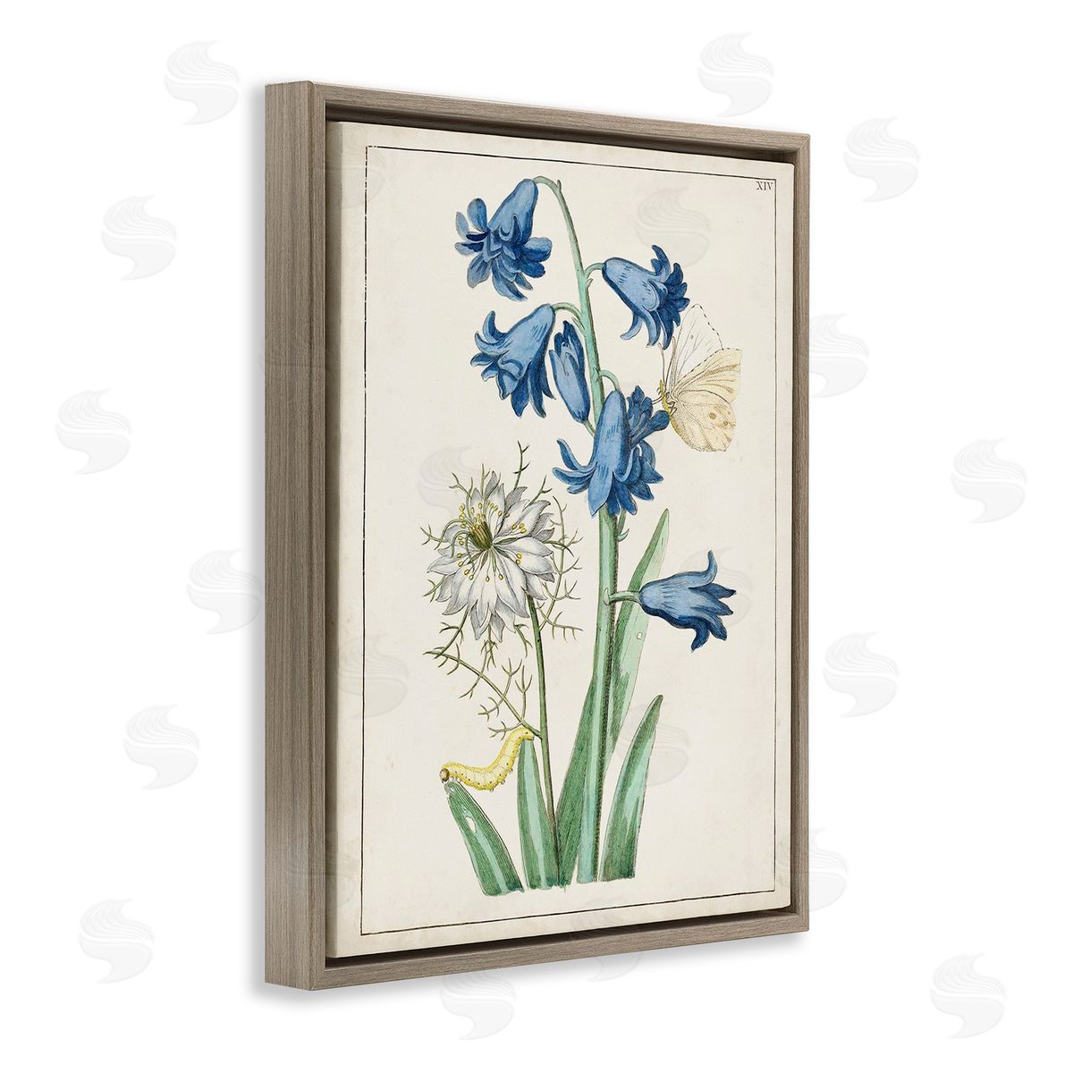 World Art Group Nature Bulbs with Moth Brown Floating Frame Canvas Wall Art Print