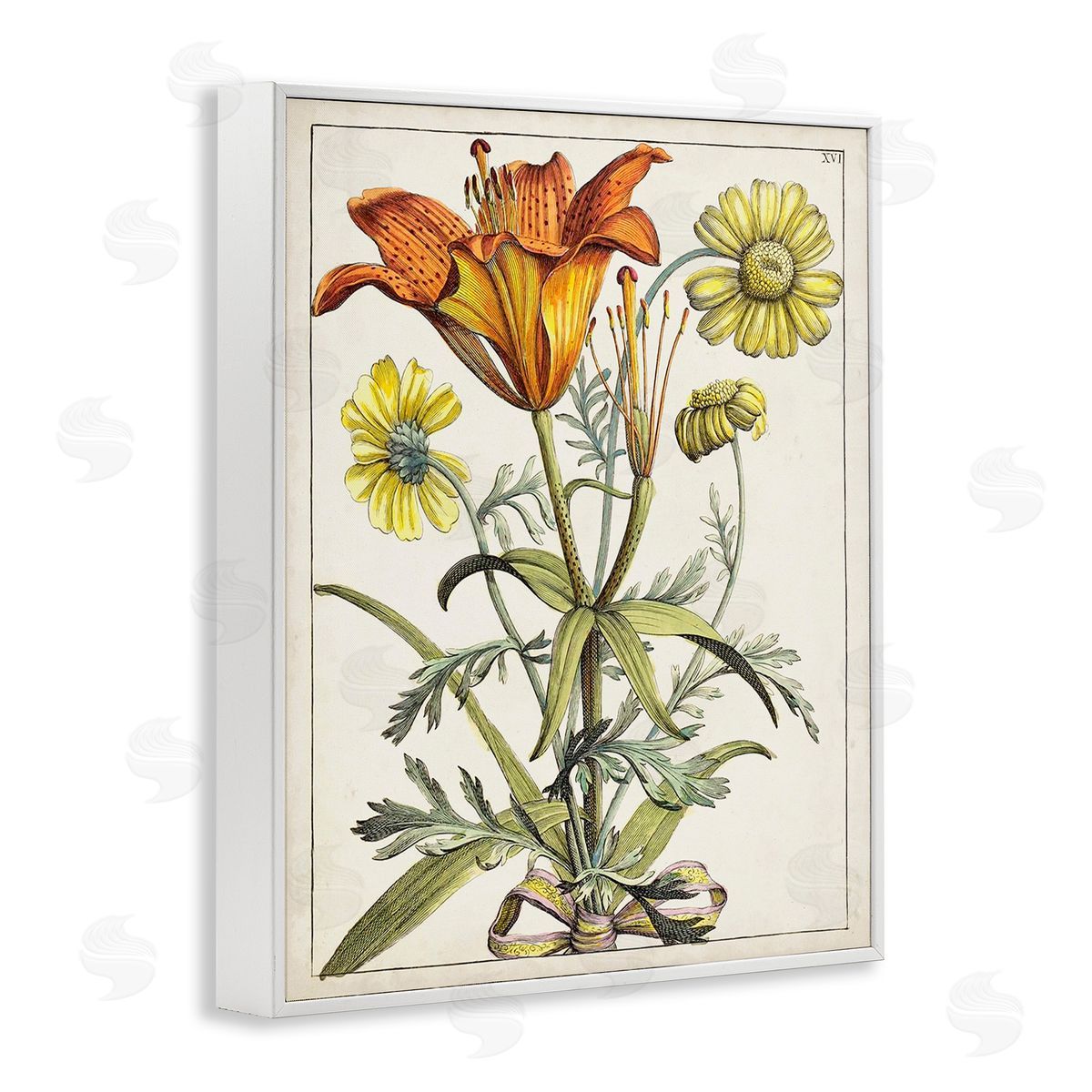 World Art Group Flowers Latin Study White Framed Giclee Wall Art Print