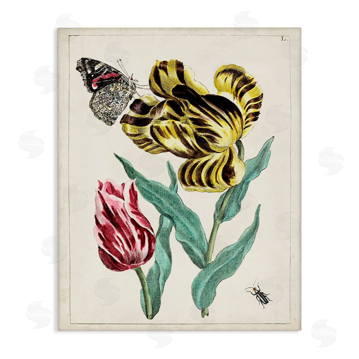World Art Group Vintage Nature & Bugs Canvas Wall Art Print