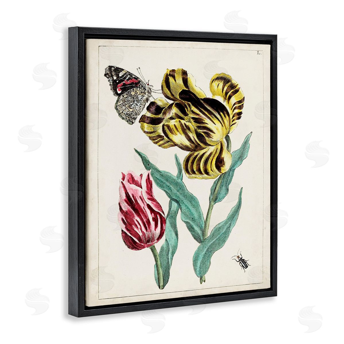 World Art Group Vintage Nature & Bugs Black Floating Frame Canvas Wall Art Print