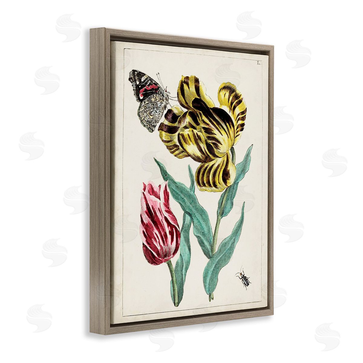 World Art Group Vintage Nature & Bugs Brown Floating Frame Canvas Wall Art Print