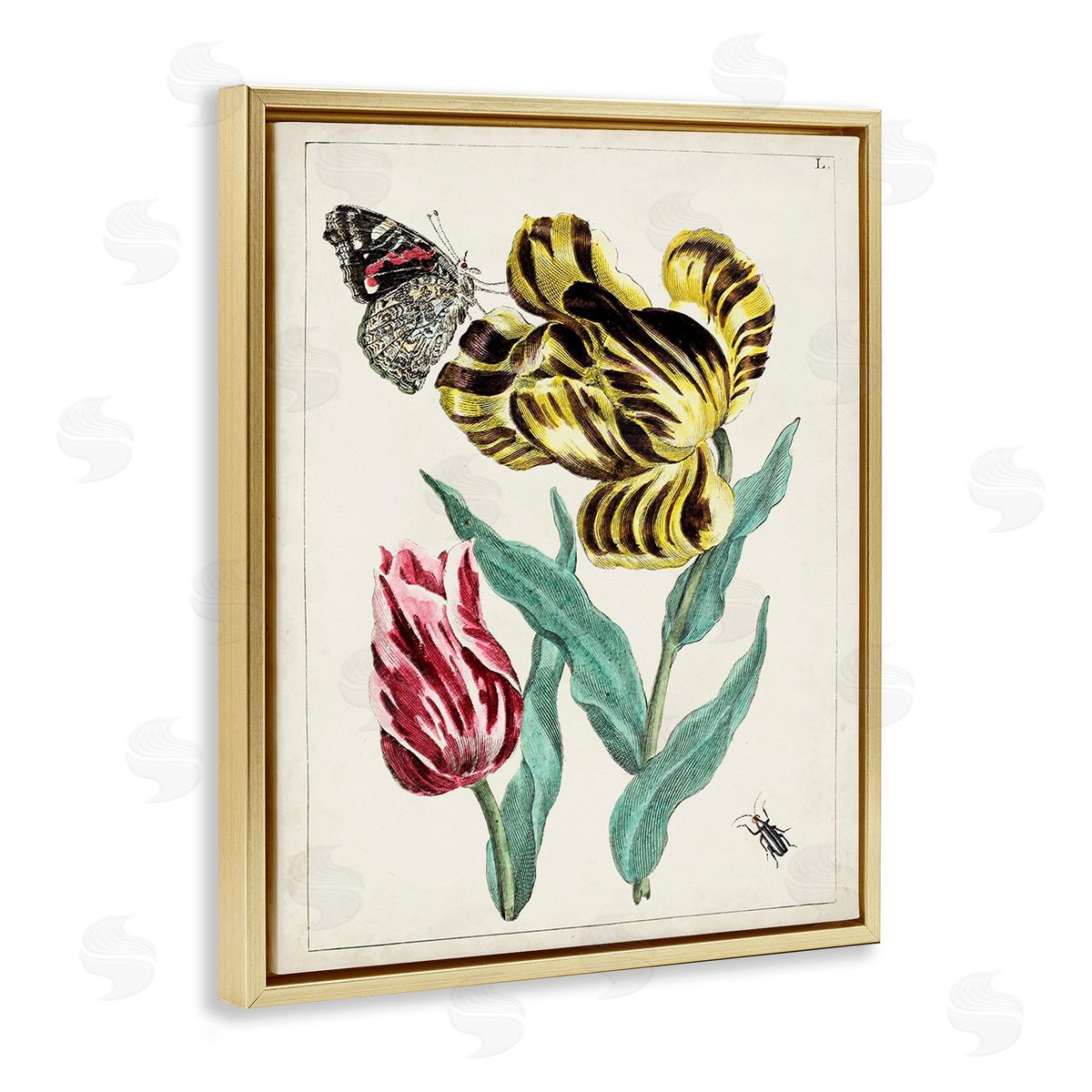World Art Group Vintage Nature & Bugs Gold Floating Frame Canvas Wall Art Print