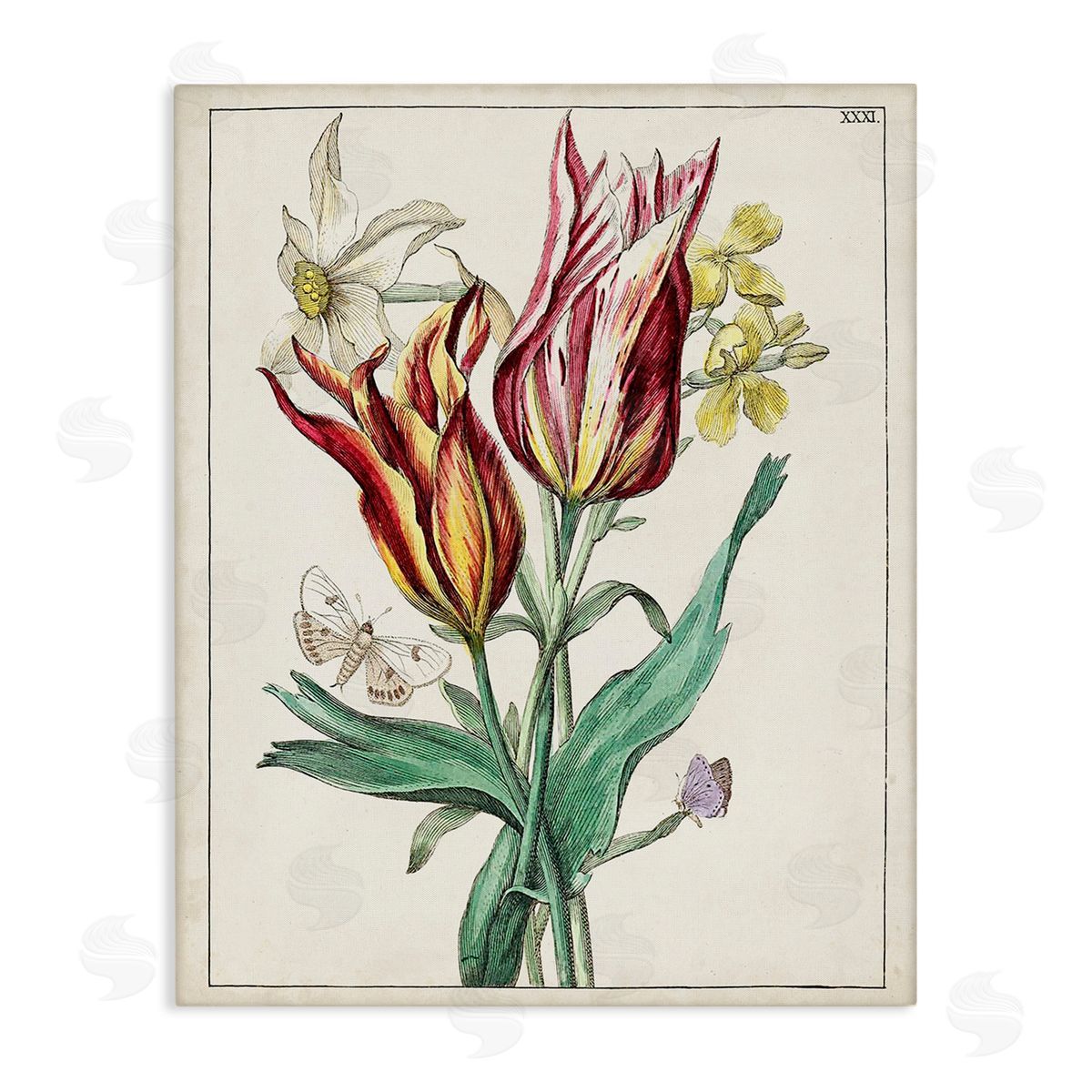 World Art Group Tulips & Moths Study Canvas Wall Art Print