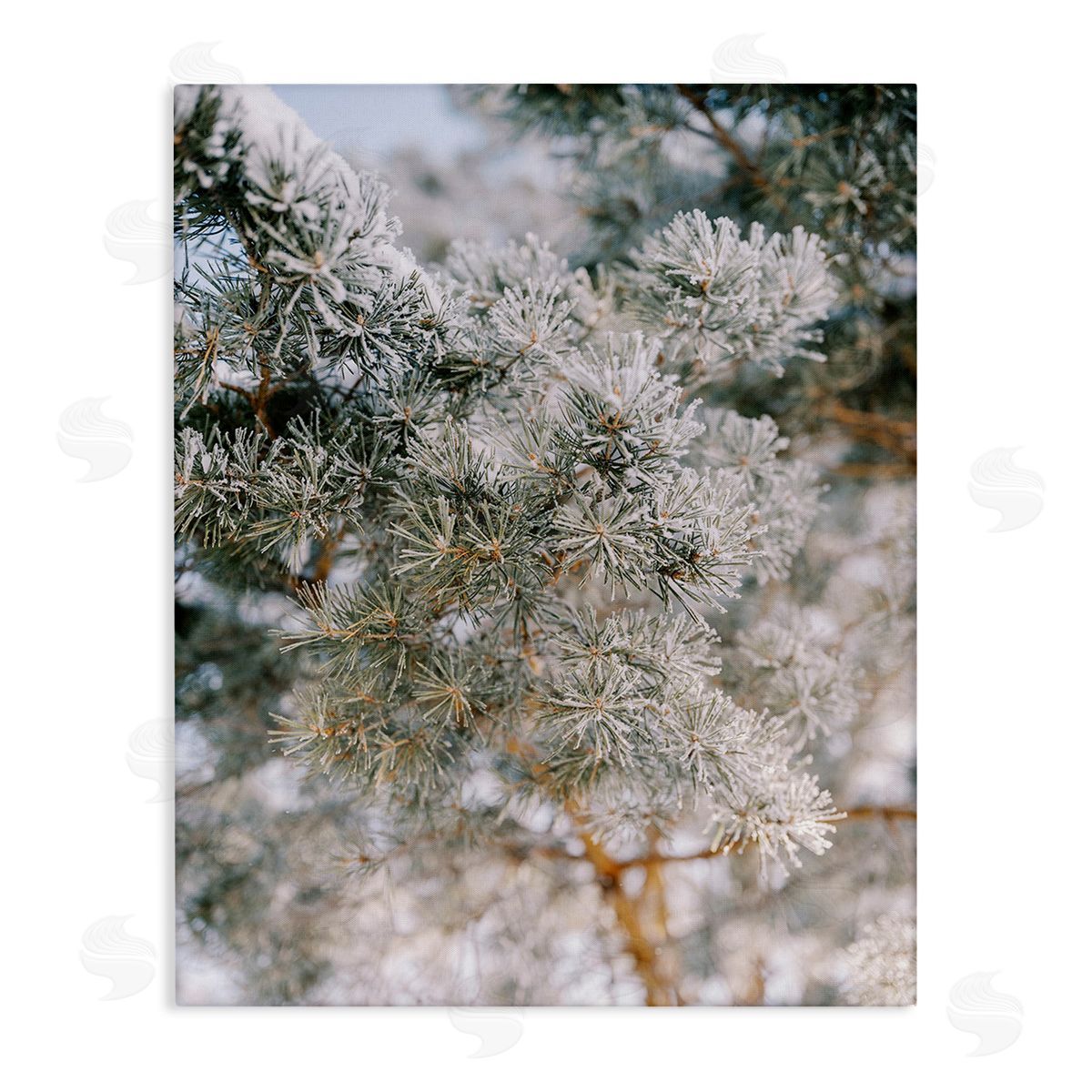 Justine Milton Frosted Fir Tree Branches Canvas Wall Art Print