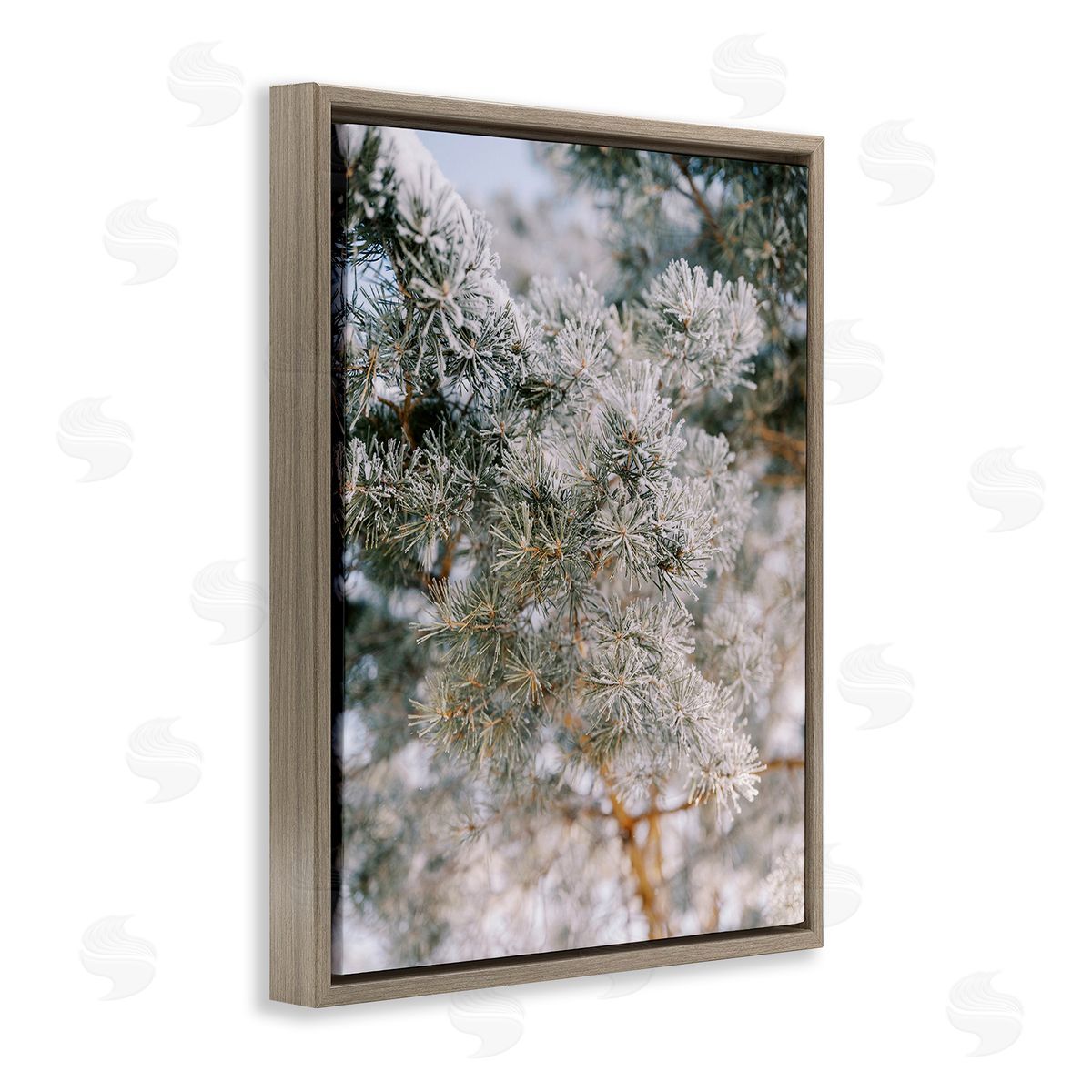 Justine Milton Frosted Fir Tree Branches Brown Floating Frame Canvas Wall Art Print