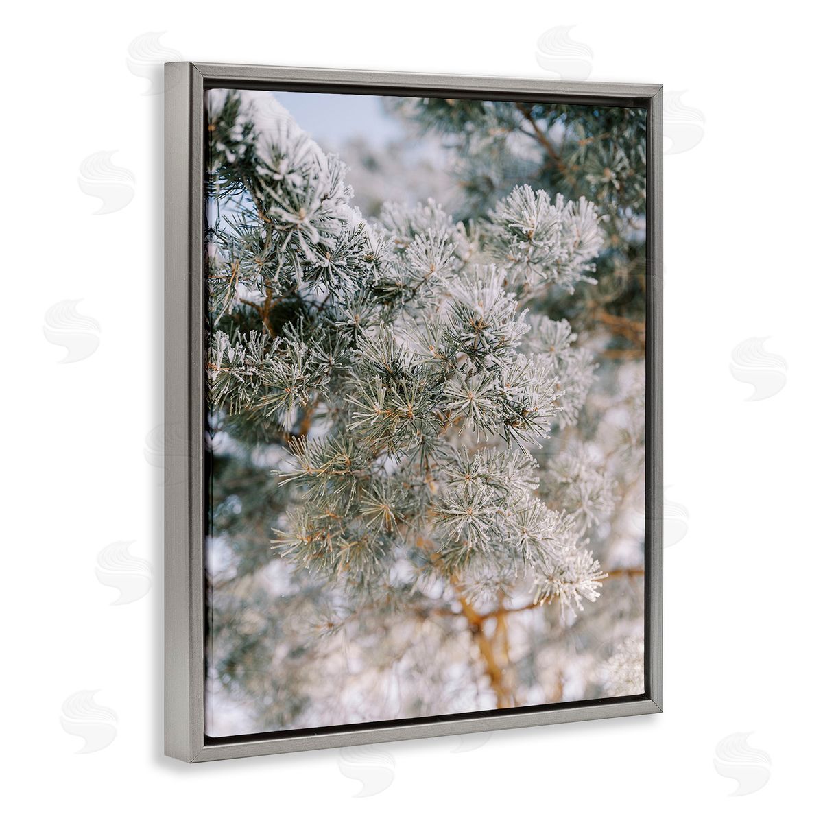 Justine Milton Frosted Fir Tree Branches Gray Floating Frame Canvas Wall Art Print
