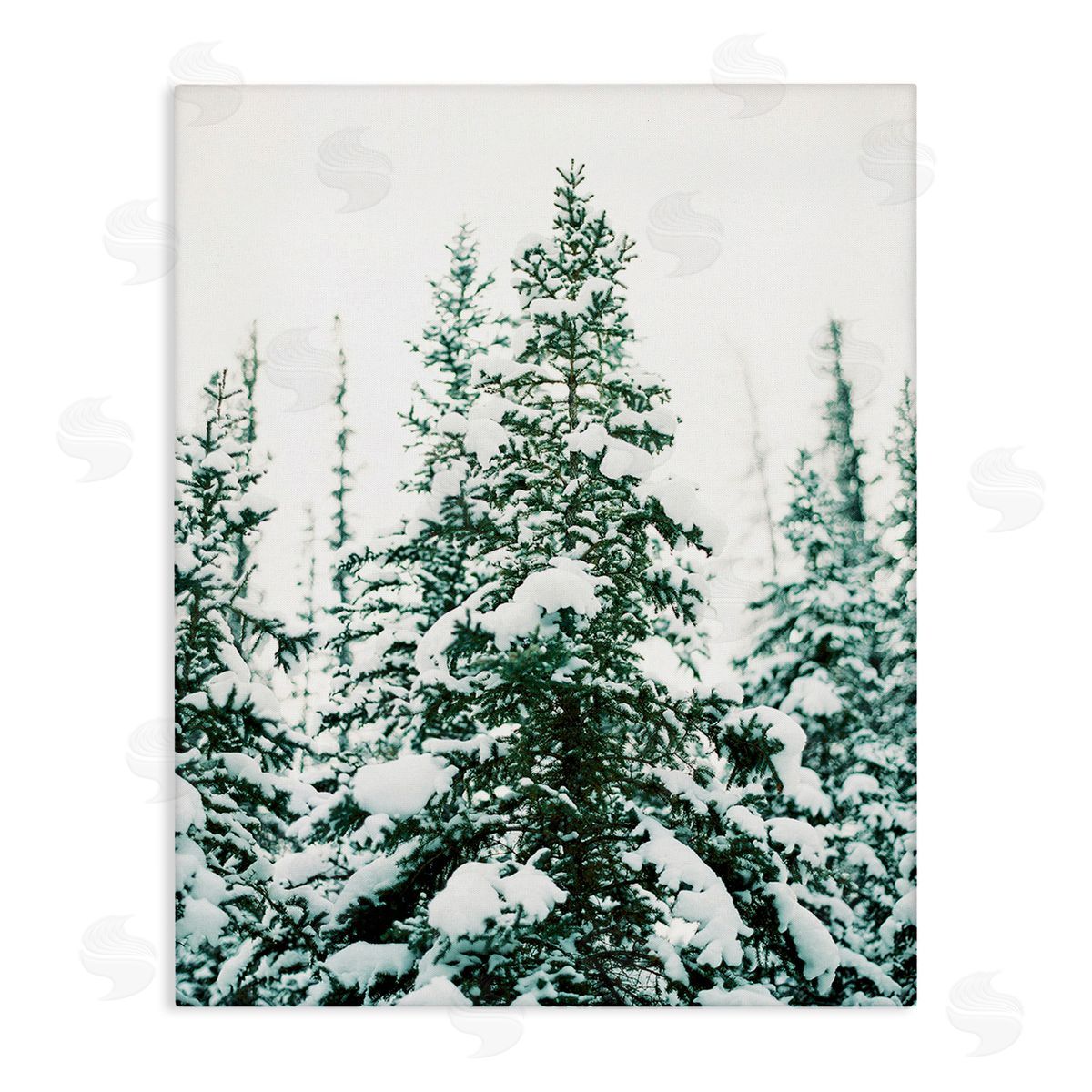 Justine Milton Woodland Fir with Snow Canvas Wall Art Print