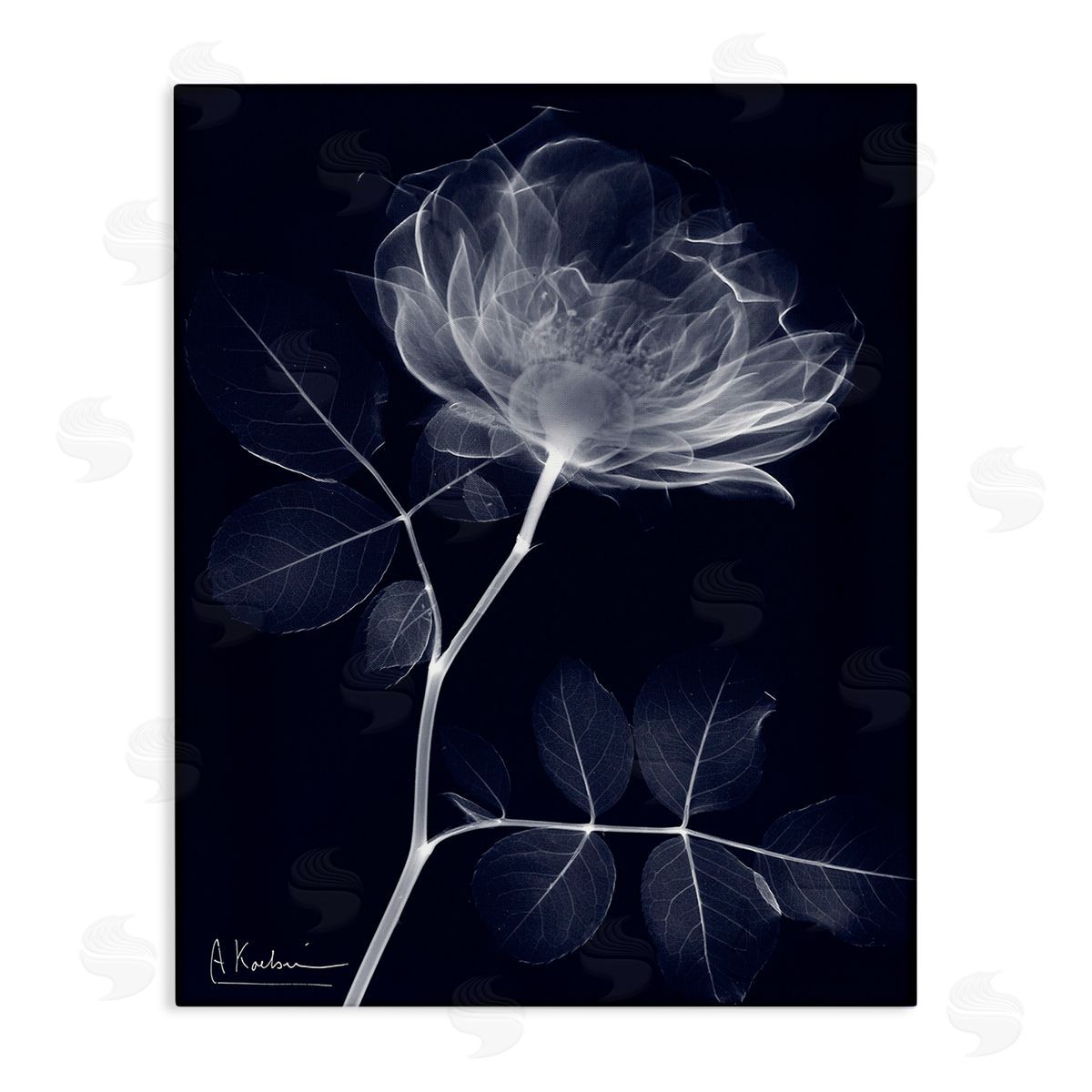 Albert Koetsier Dynamic Dark Flower Canvas Wall Art Print
