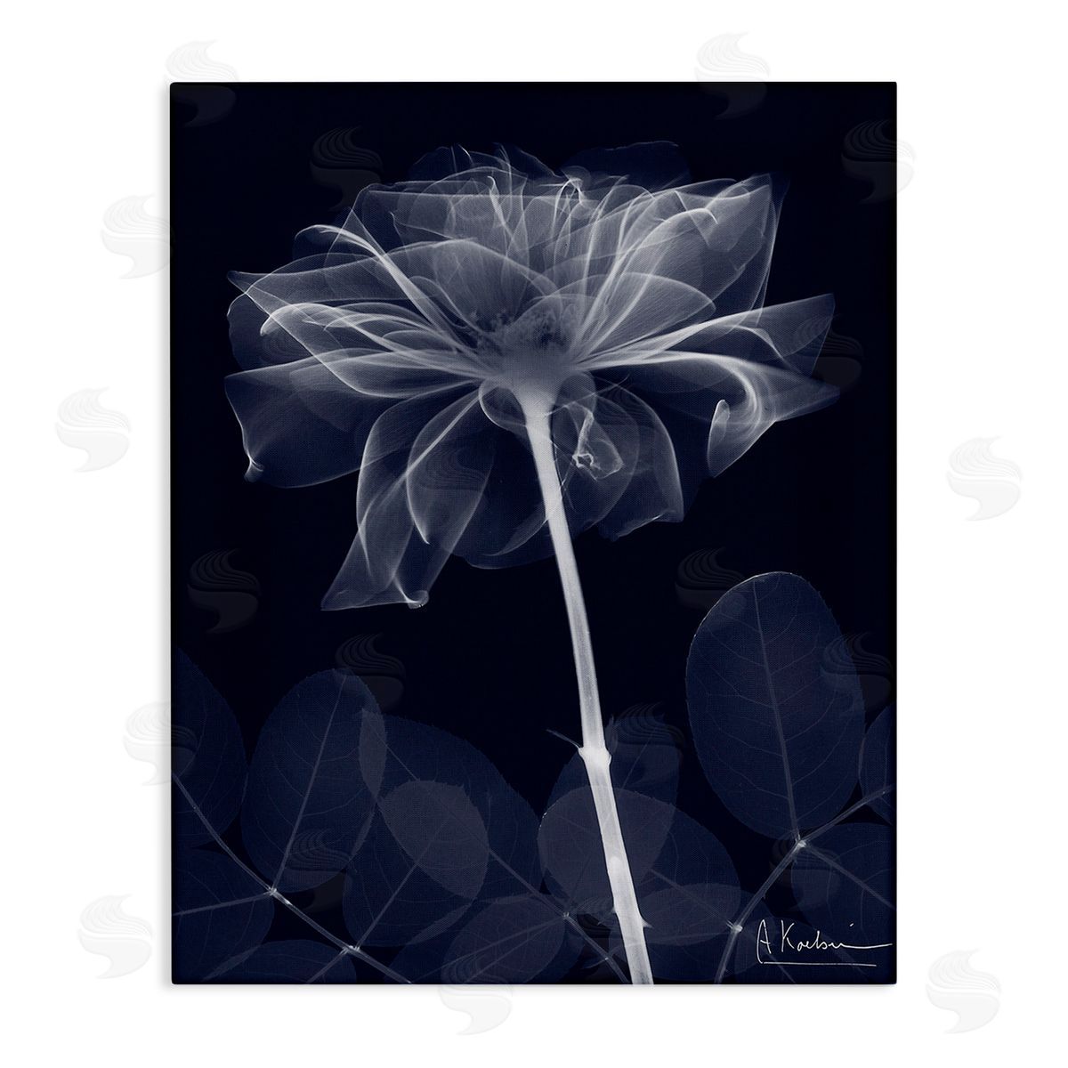 Albert Koetsier Dark Flower Shape Canvas Wall Art Print