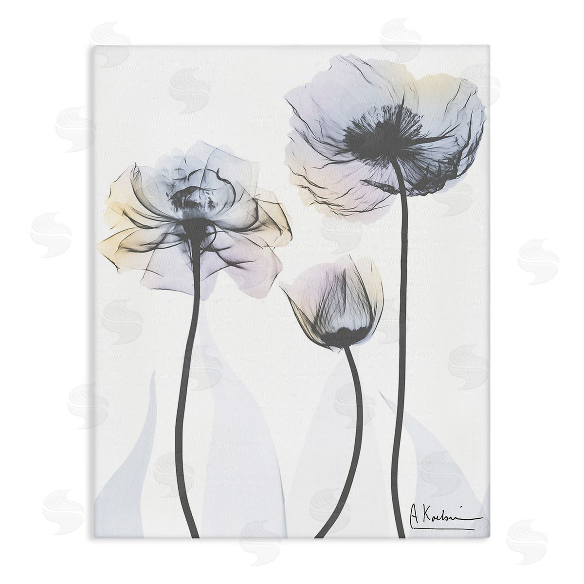Albert Koetsier Poppy Flower Trio Canvas Wall Art Print