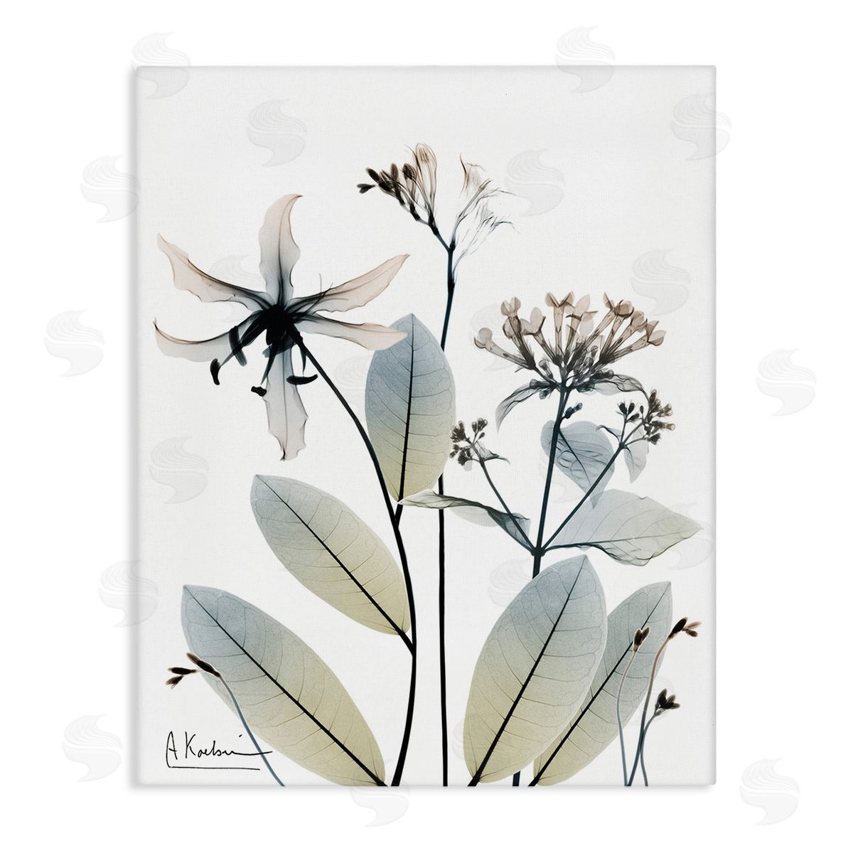 Albert Koetsier Minimal Plant Blossoms Canvas Wall Art Print