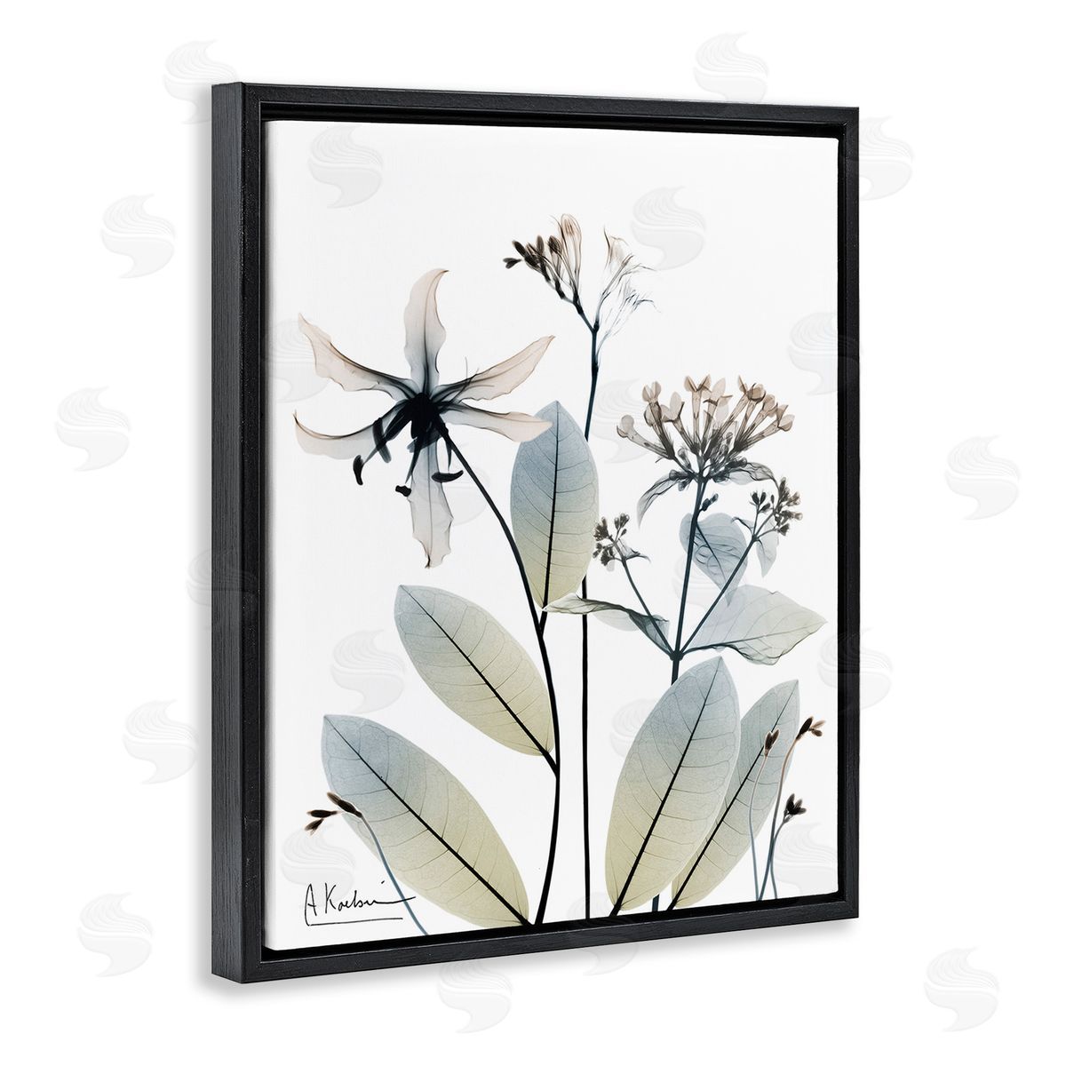 Albert Koetsier Minimal Plant Blossoms Black Floating Frame Canvas Wall Art Print
