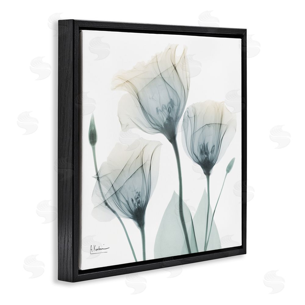 Albert Koetsier Soft Opaque Tulips Black Floating Frame Canvas Wall Art Print