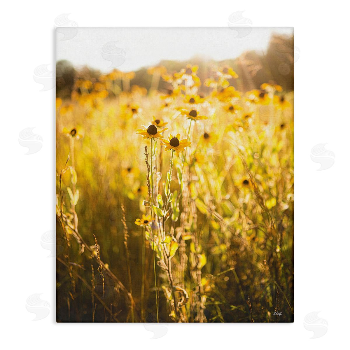 Donnie Quillen Sunlit Daisy Meadow Canvas Wall Art Print