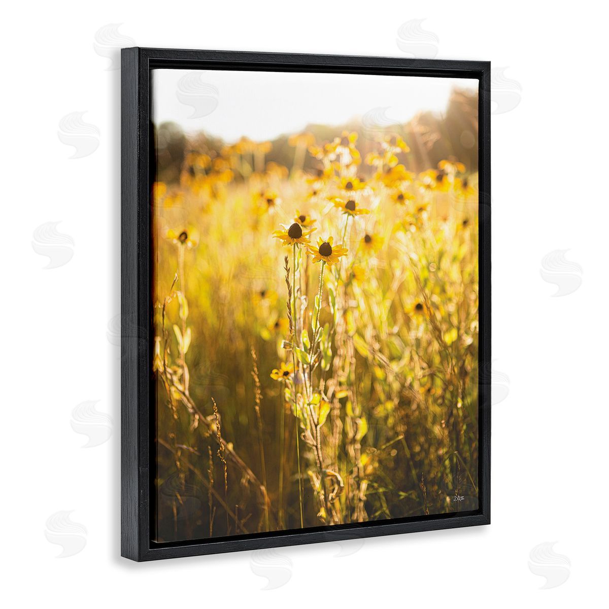 Donnie Quillen Sunlit Daisy Meadow Black Floating Frame Canvas Wall Art Print