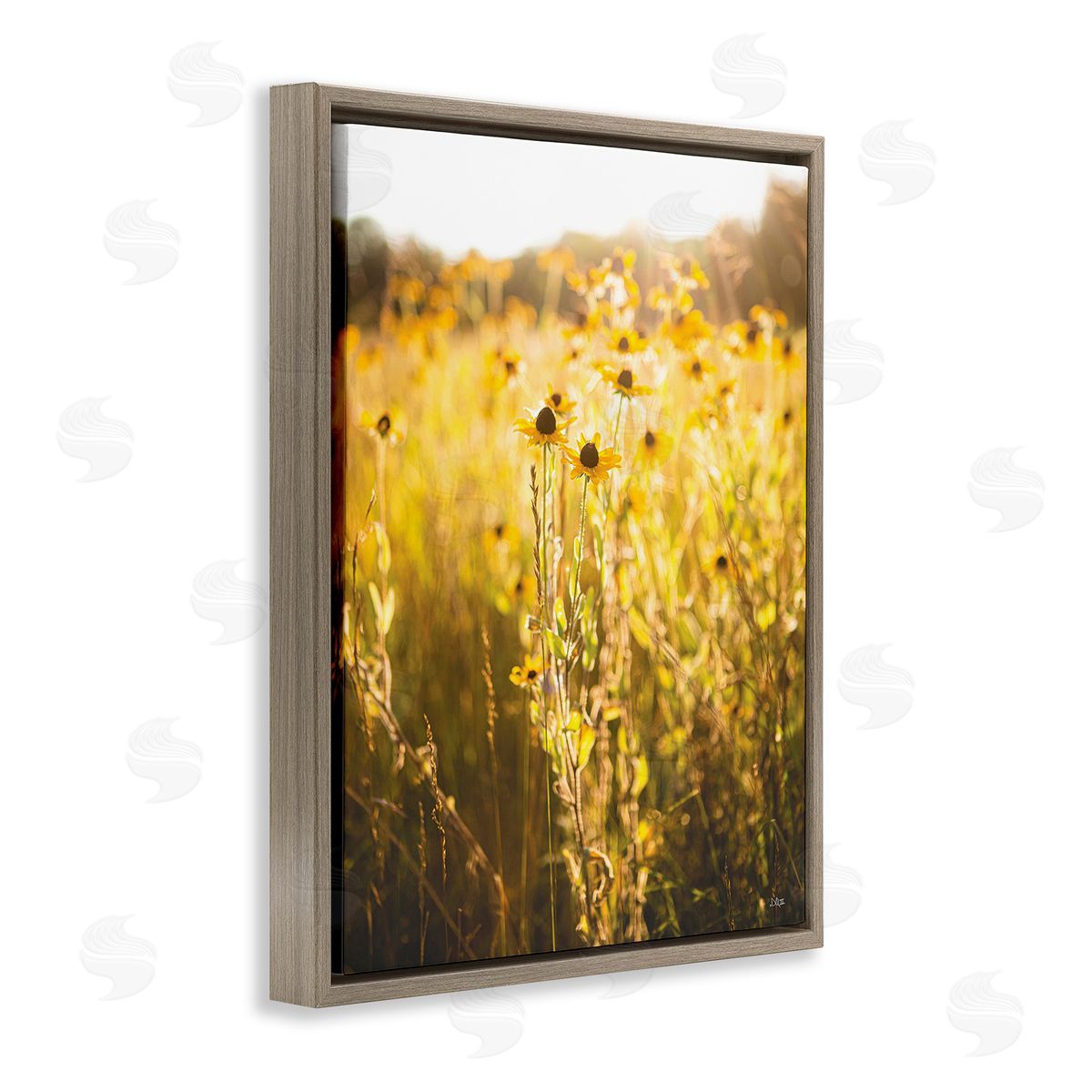 Donnie Quillen Sunlit Daisy Meadow Brown Floating Frame Canvas Wall Art Print