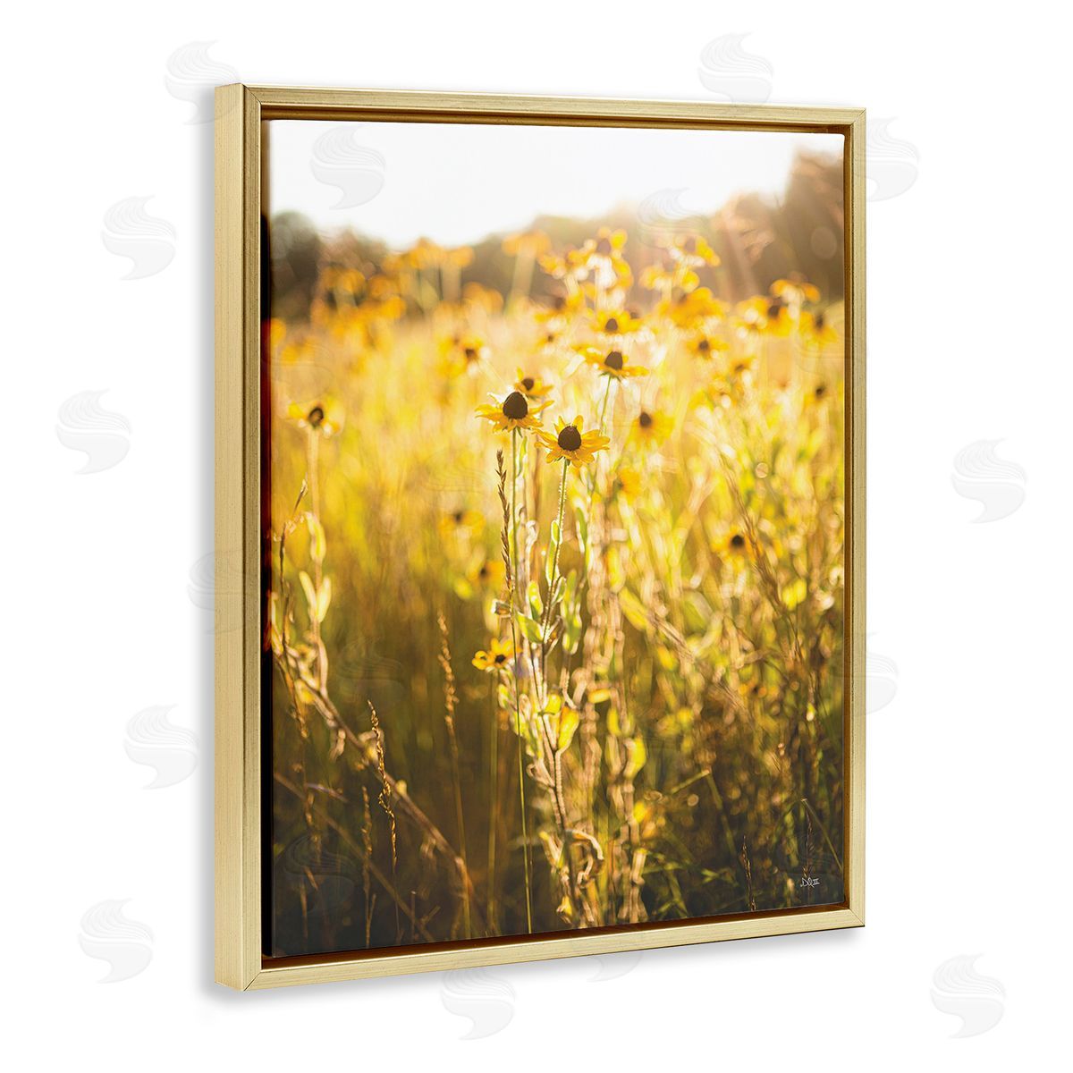 Donnie Quillen Sunlit Daisy Meadow Gold Floating Frame Canvas Wall Art Print