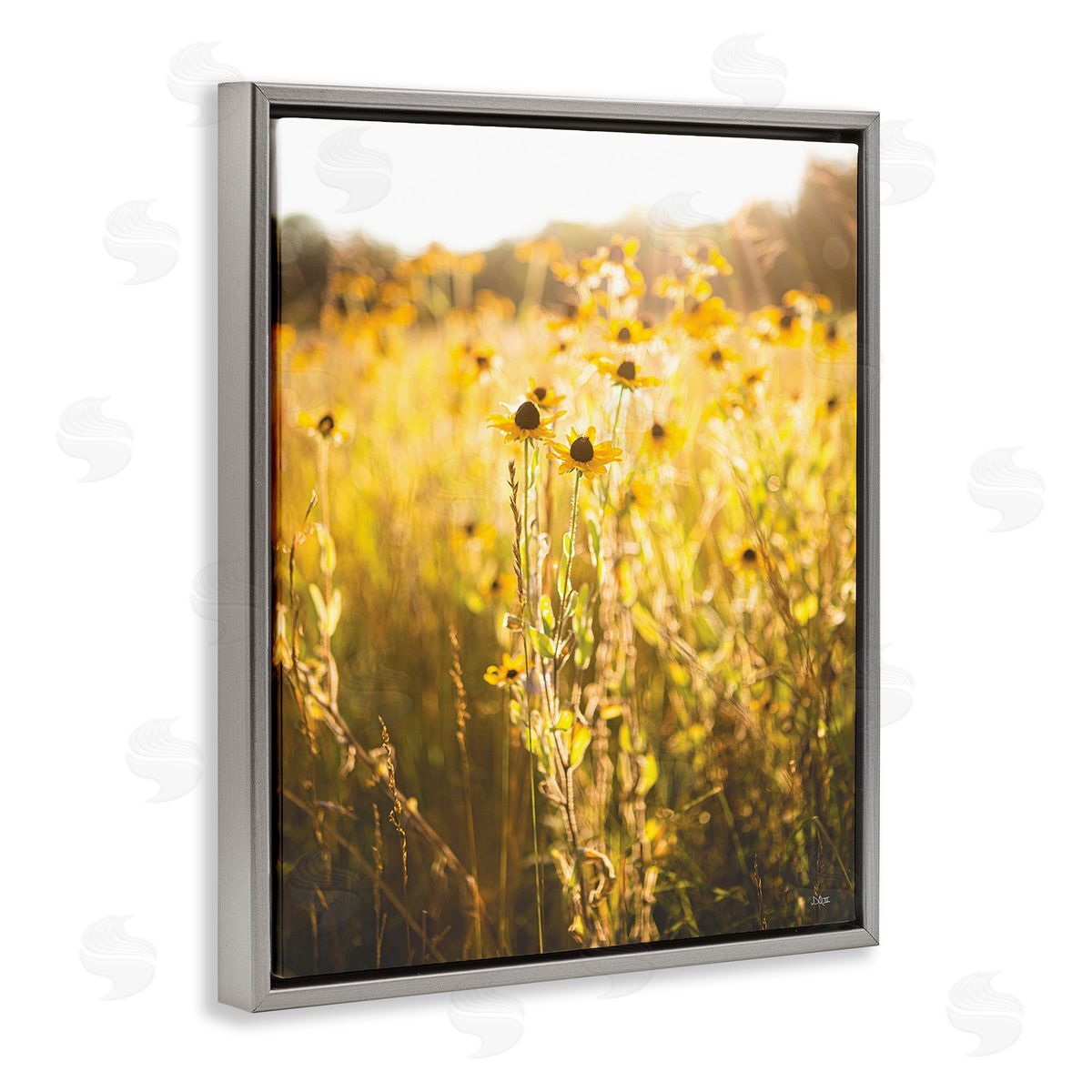 Donnie Quillen Sunlit Daisy Meadow Gray Floating Frame Canvas Wall Art Print