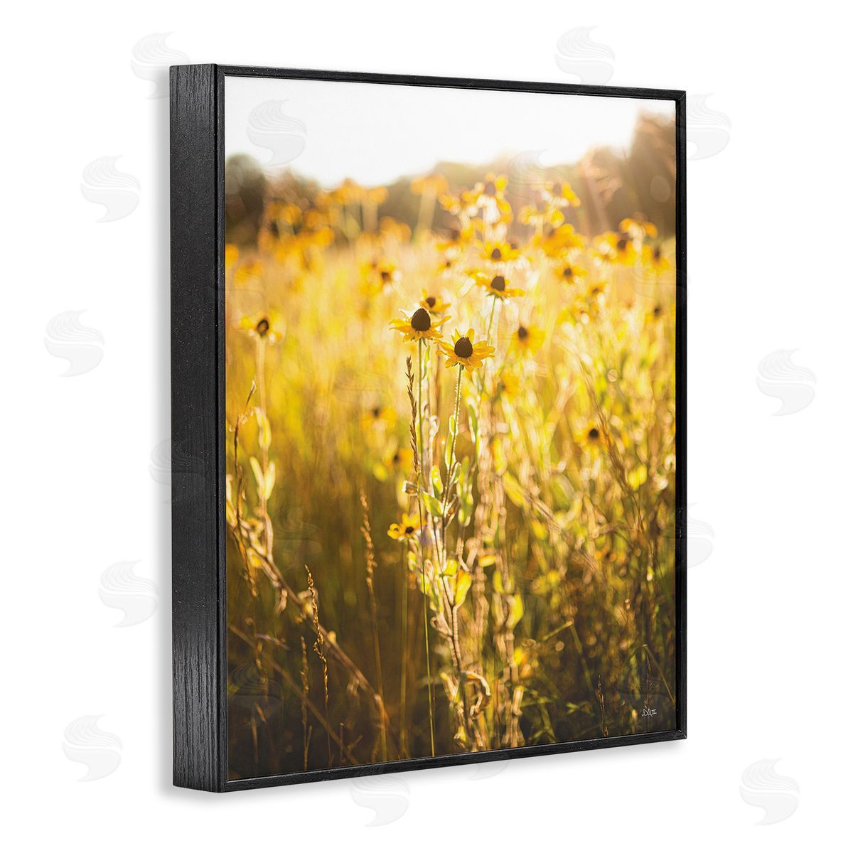 Donnie Quillen Sunlit Daisy Meadow Black Framed Giclee Wall Art Print