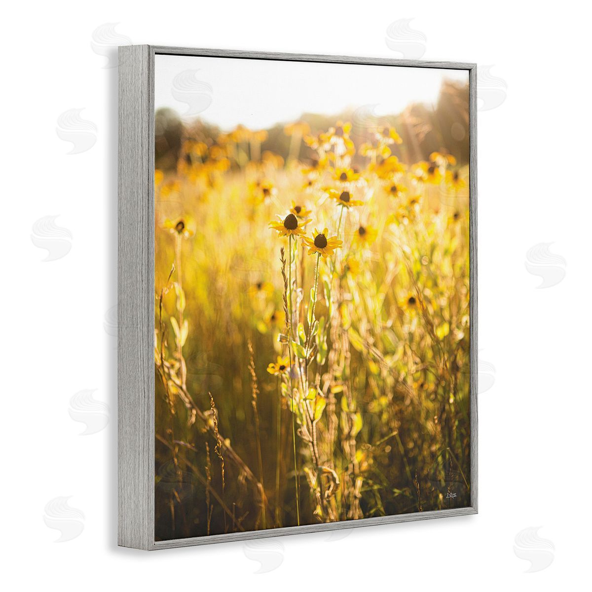 Donnie Quillen Sunlit Daisy Meadow Gray Framed Giclee Wall Art Print
